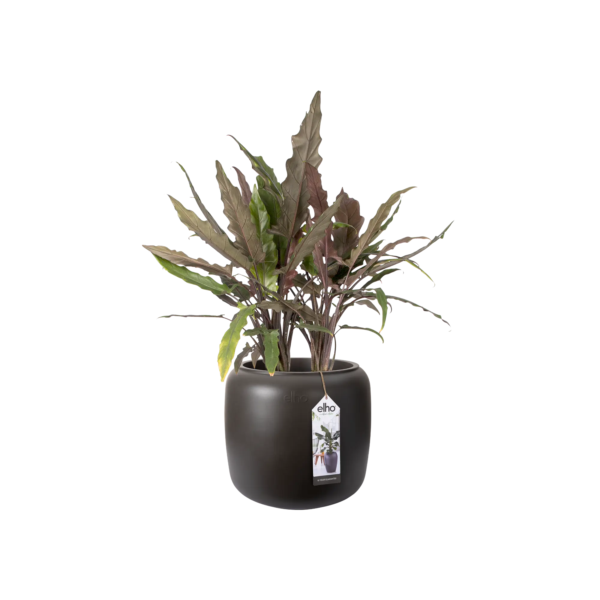 Elho Pure Beads Small 40 (Brown) - Image 3