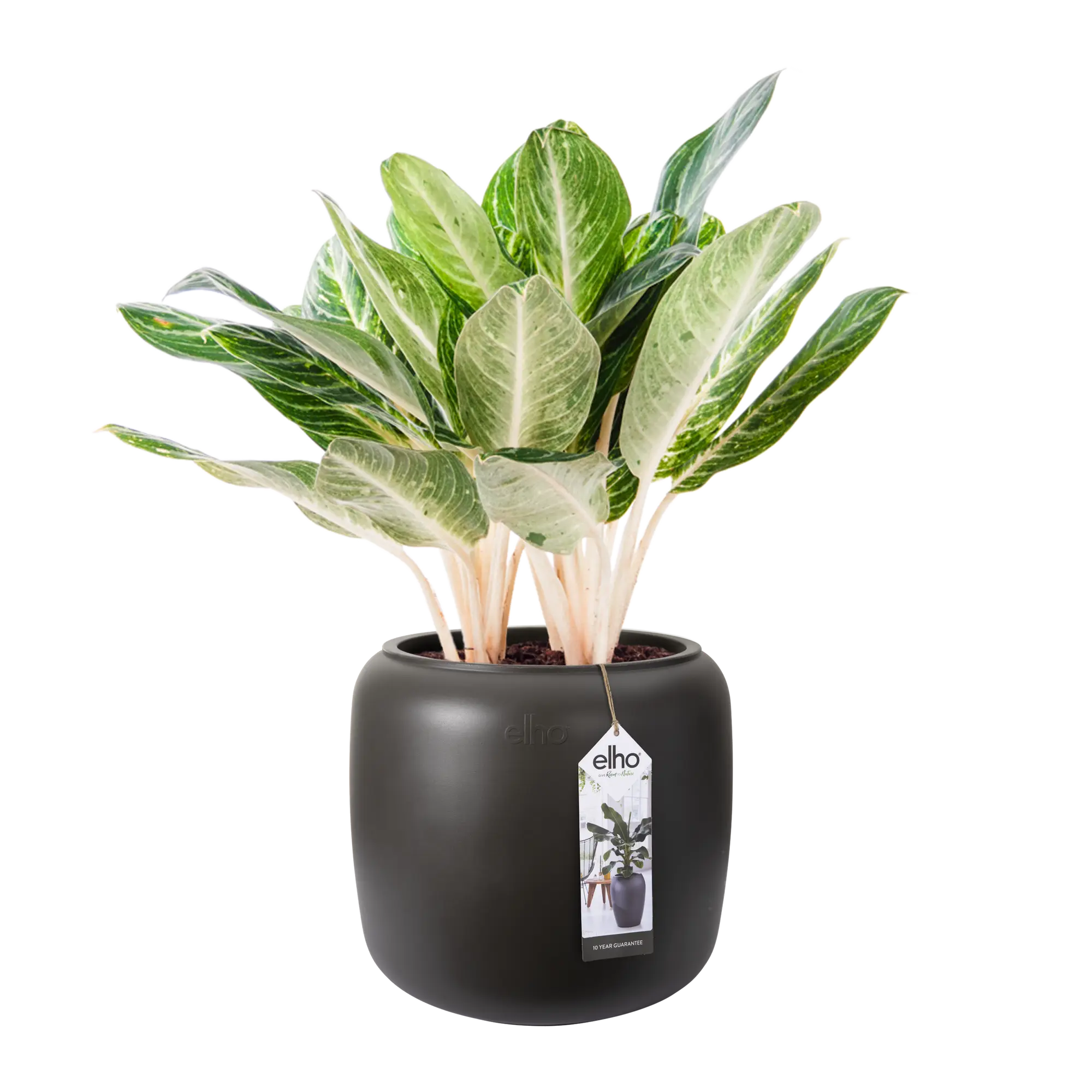 Elho Pure Beads Small 40 (Brown) - Image 4