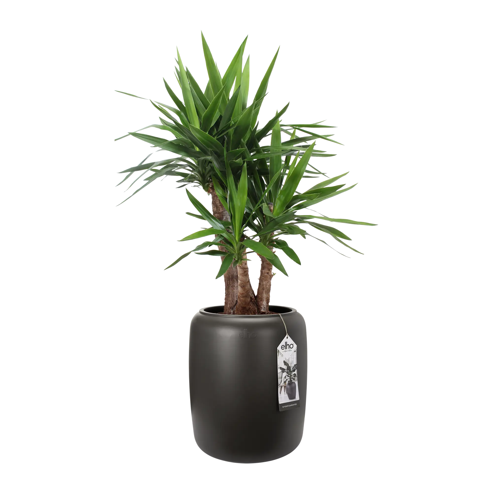 Elho Pure Beads Medium 40 (Brown) - Image 6