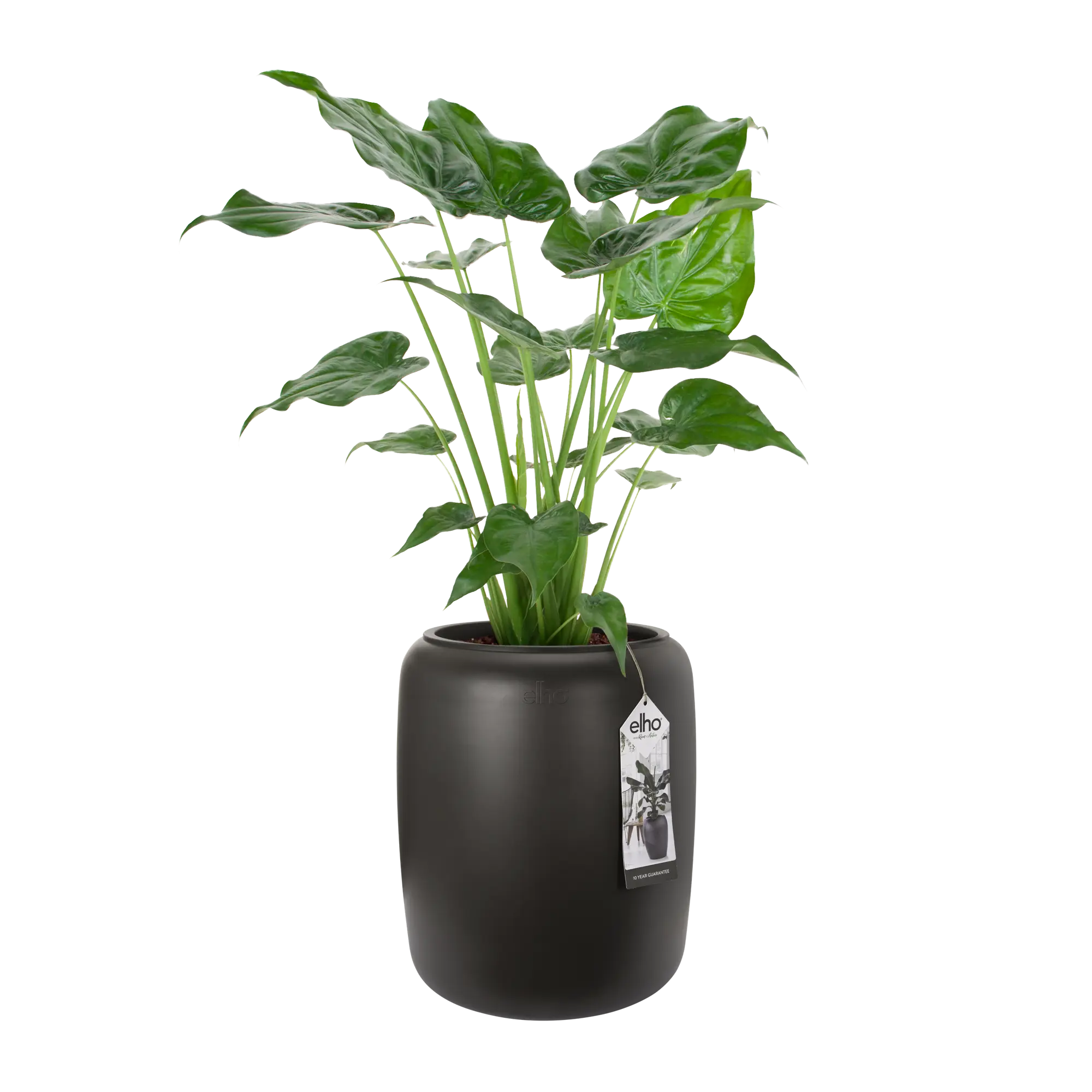 Elho Pure Beads Medium 40 (Brown) - Image 7