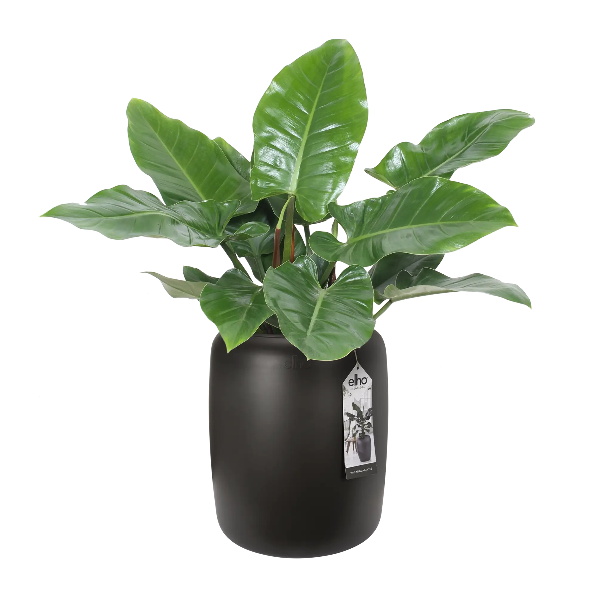 Elho Pure Beads Medium 40 (Brown) - Image 8