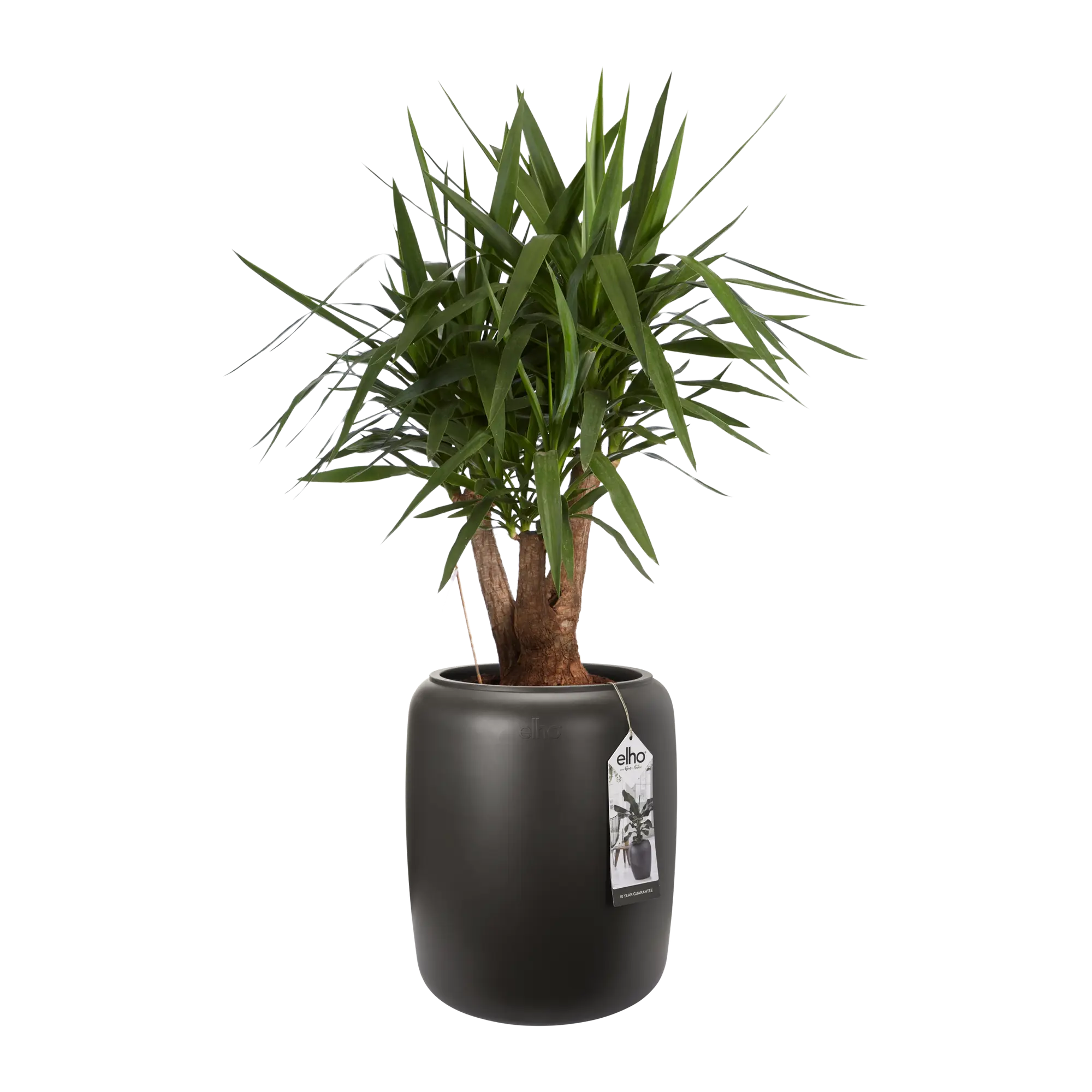 Elho Pure Beads Medium 40 (Brown) - Image 9