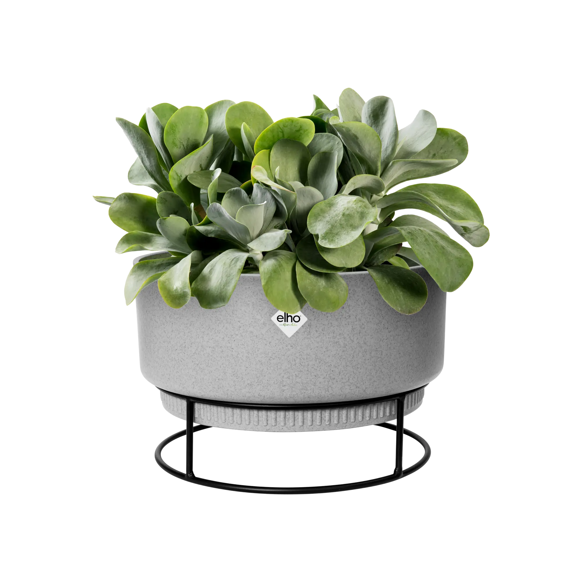 Elho B.For Studio Bowl 30Cm (Concrete) - Image 4