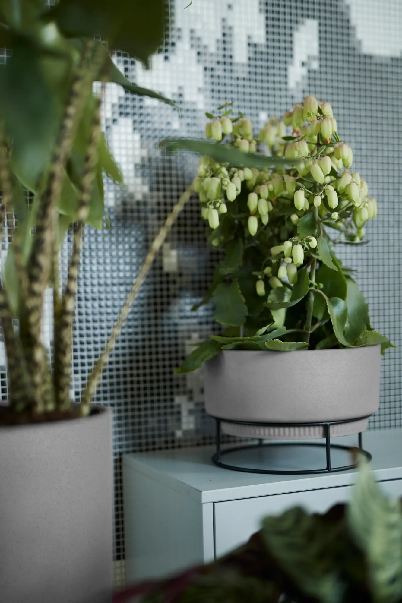 Elho B.For Studio Bowl 30Cm (Concrete) - Image 7