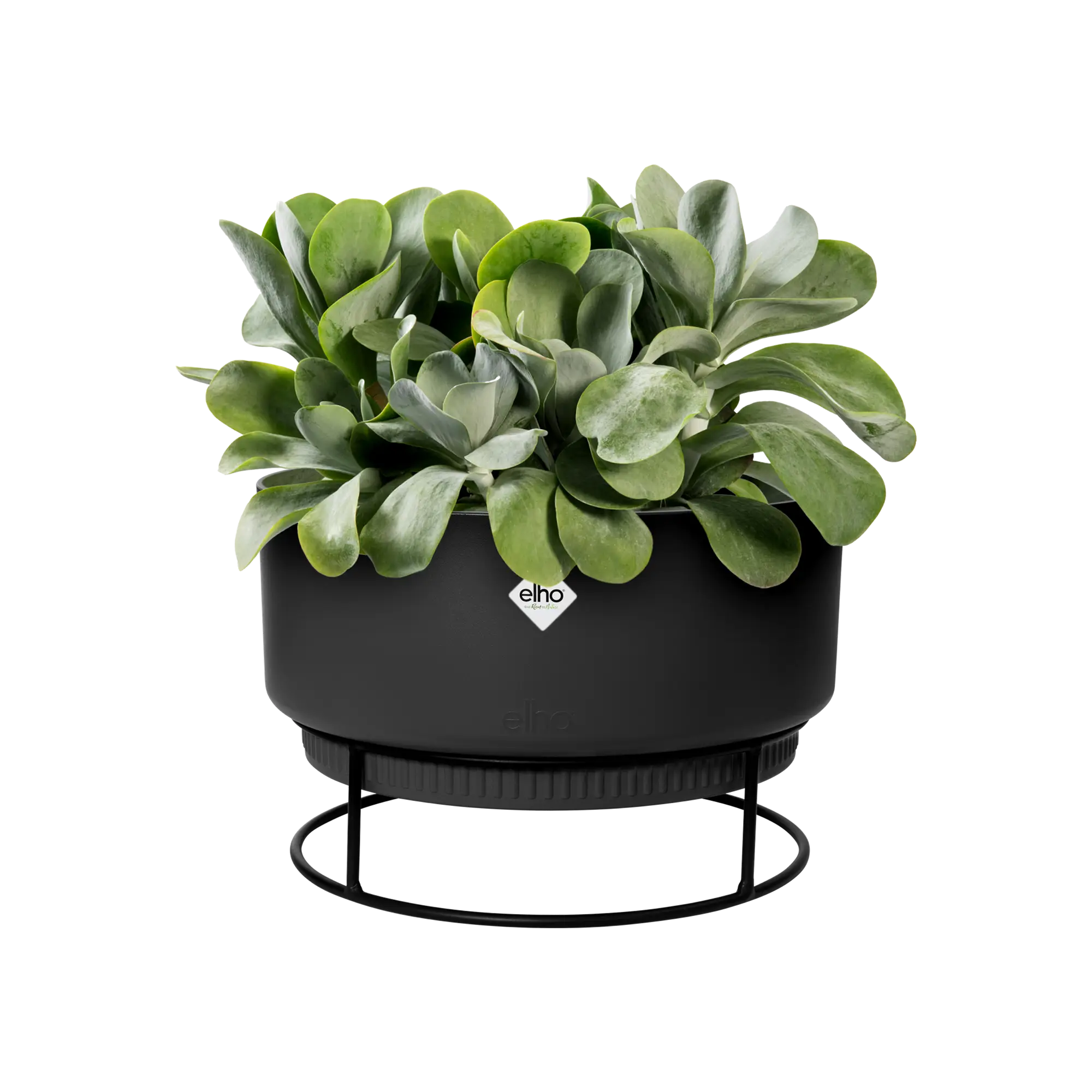 Elho B.For Studio Bowl 30cm (Black) - Image 6