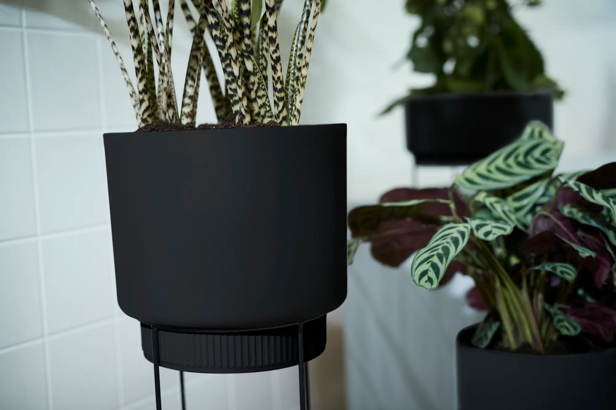 Elho B.For Studio Bowl 30cm (Black) - Image 10