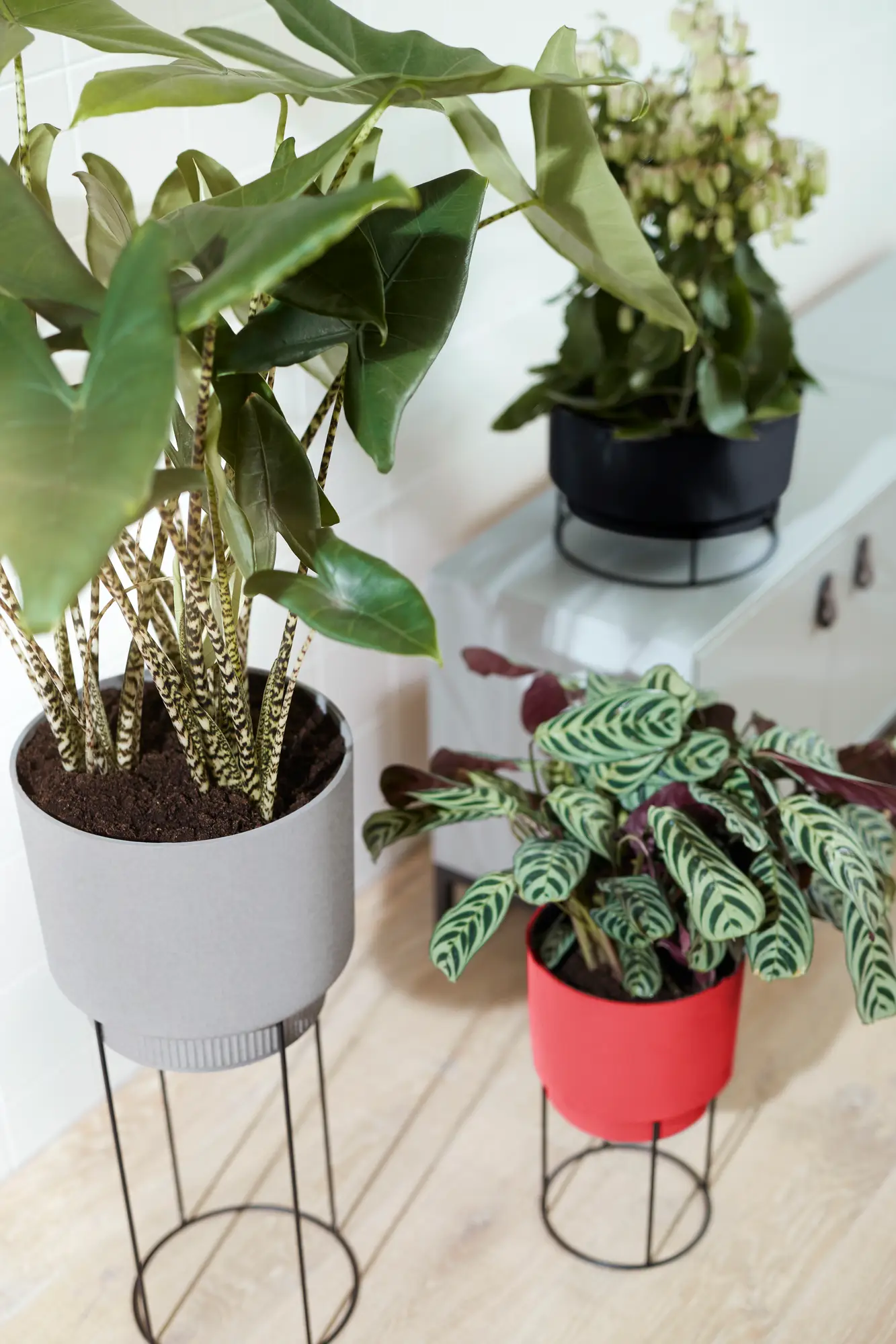 Elho B.For Studio Bowl 30cm (Black) - Image 11