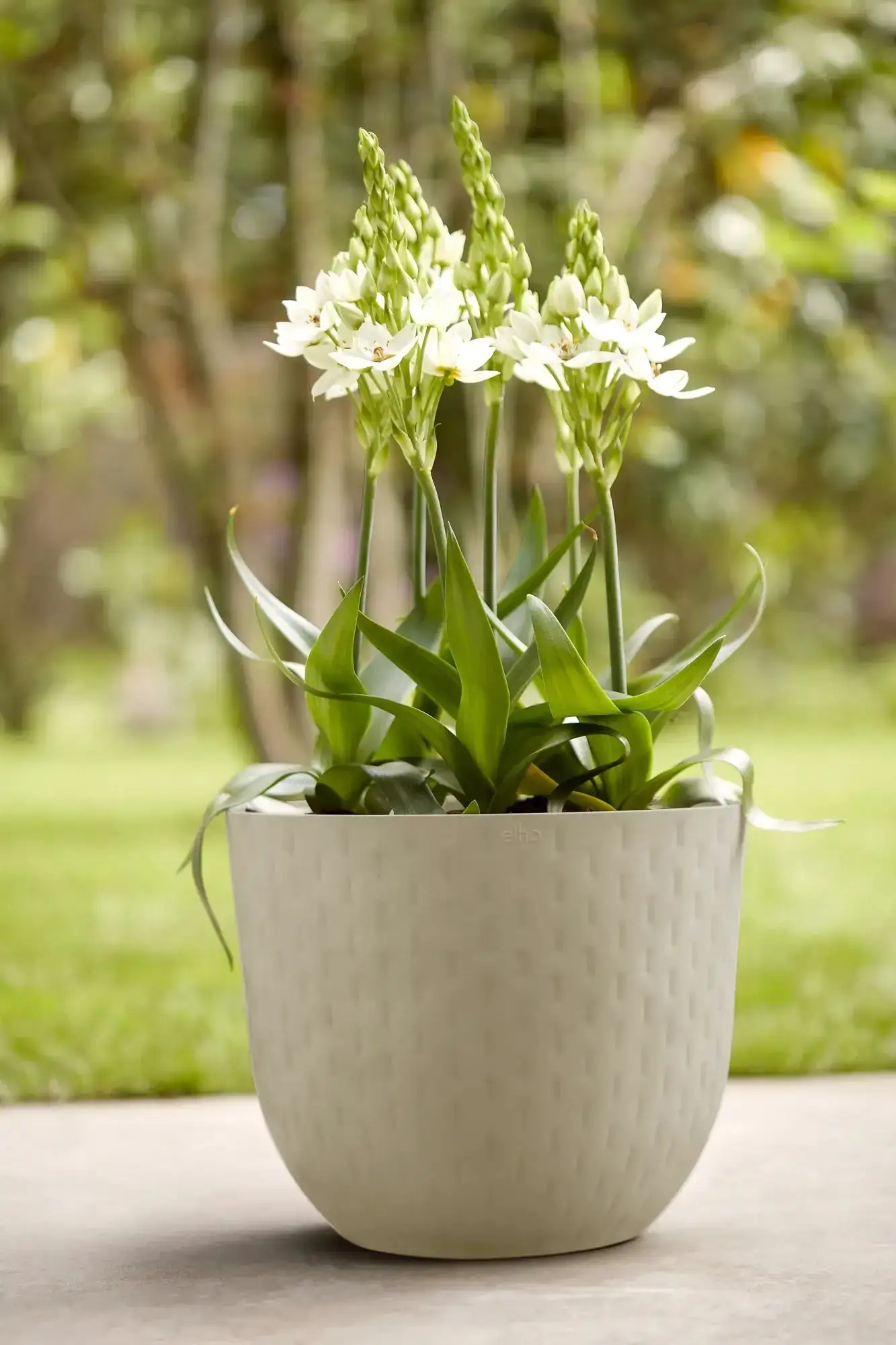 Elho Fuente Grains Round 30Cm (Grey) - Image 10