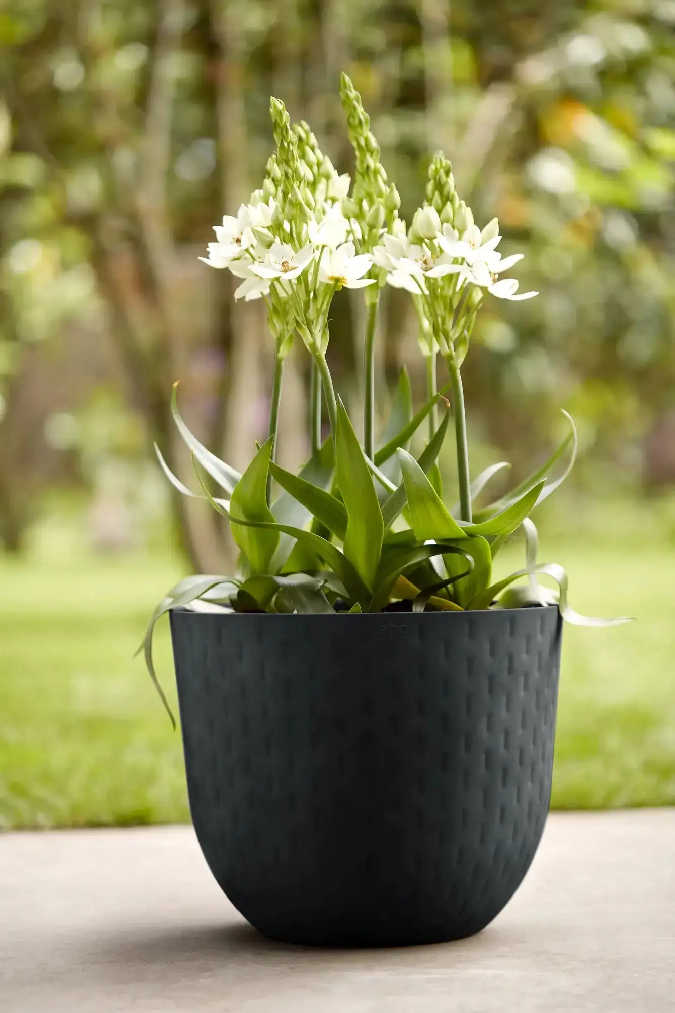 Elho Fuente Grains Round 38Cm (Black) - Image 3