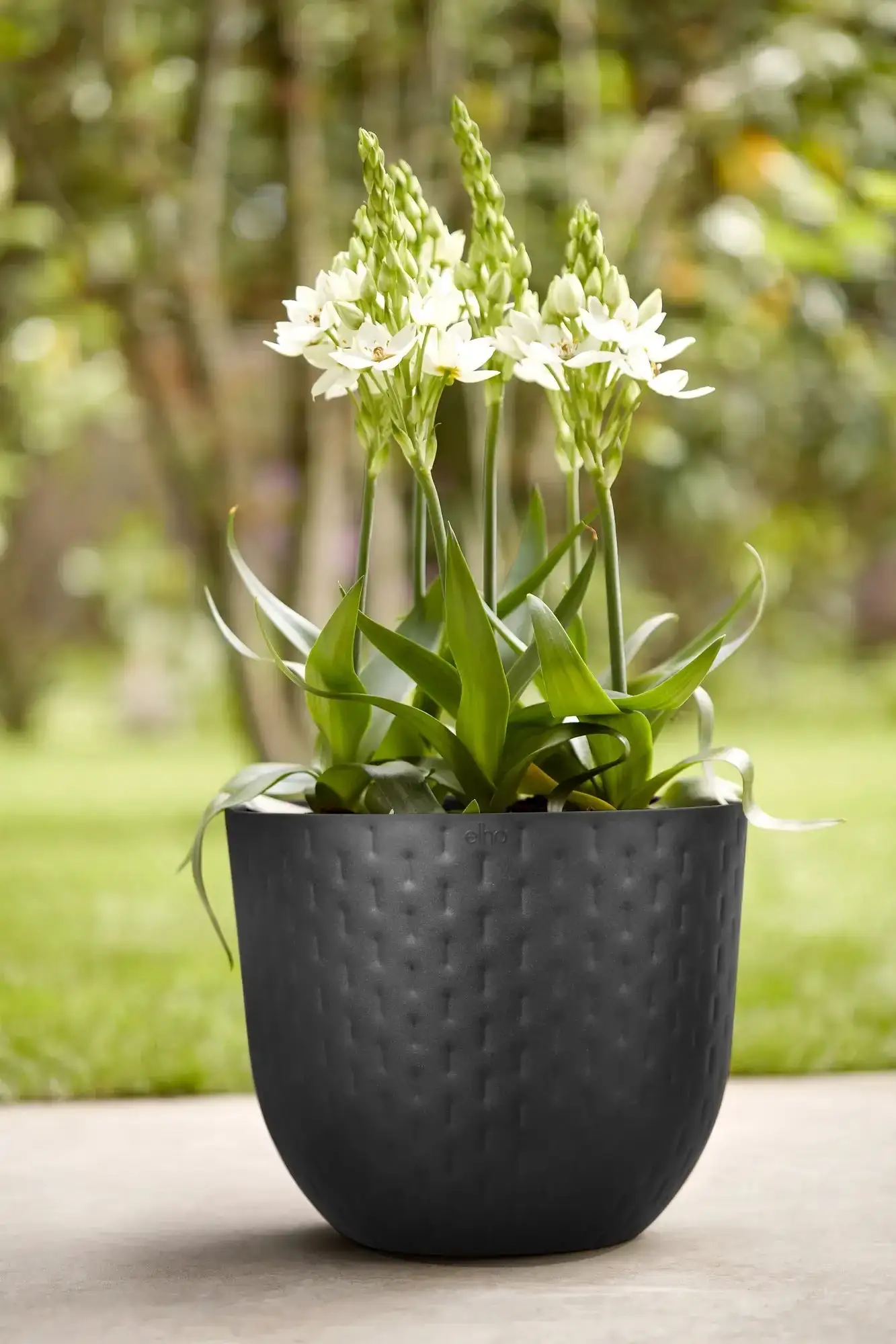 Elho Fuente Grains Round 38Cm (Black) - Image 13