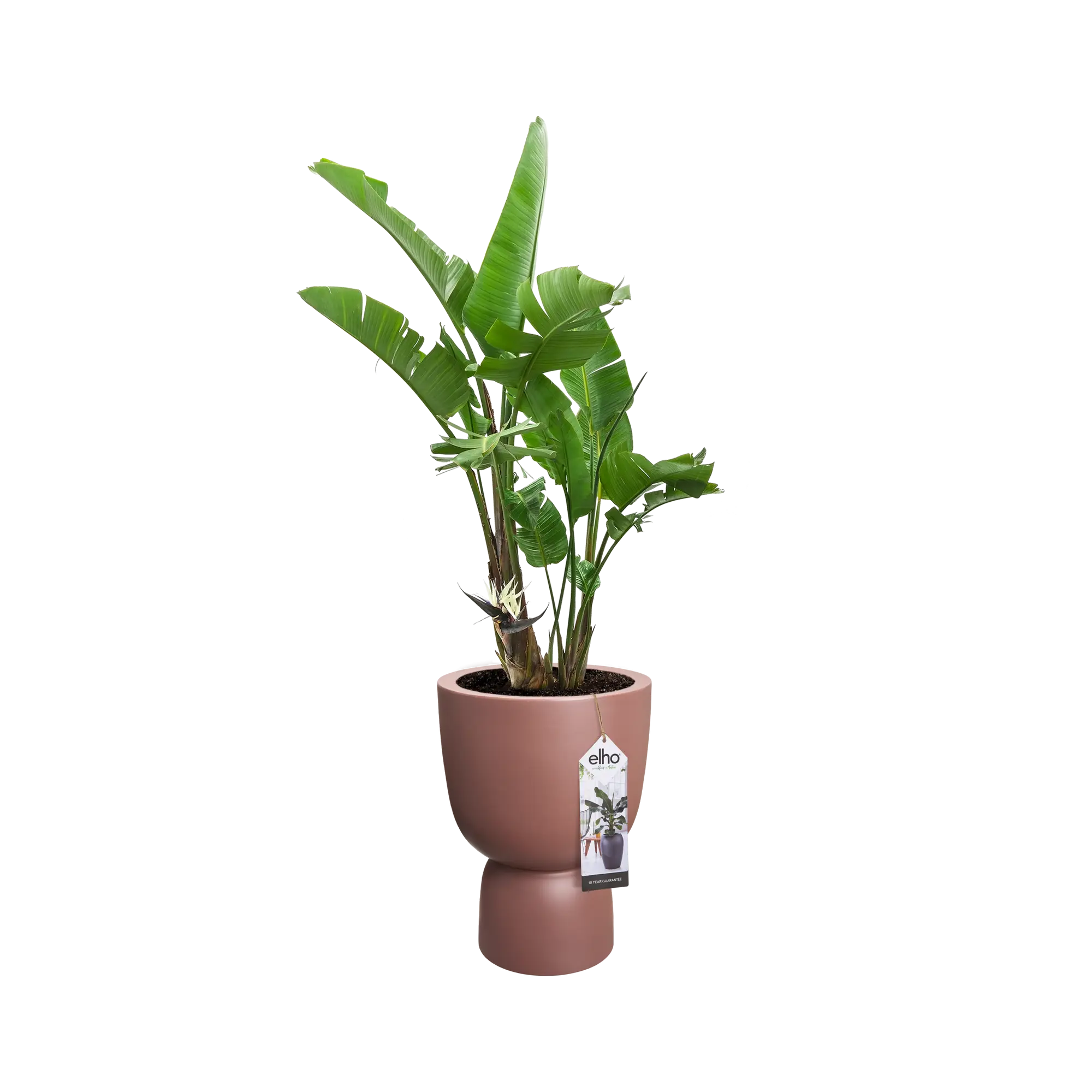 Elho Pure Coupe 35Cm (Brown) - Image 4