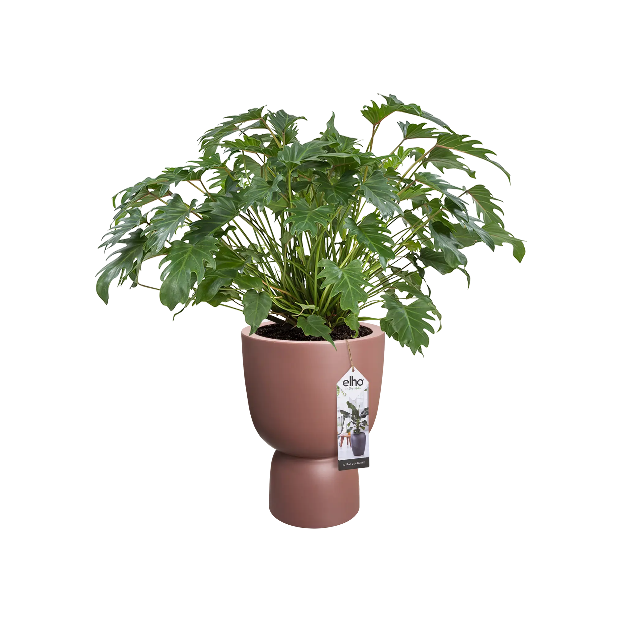 Elho Pure Coupe 35Cm (Brown) - Image 5