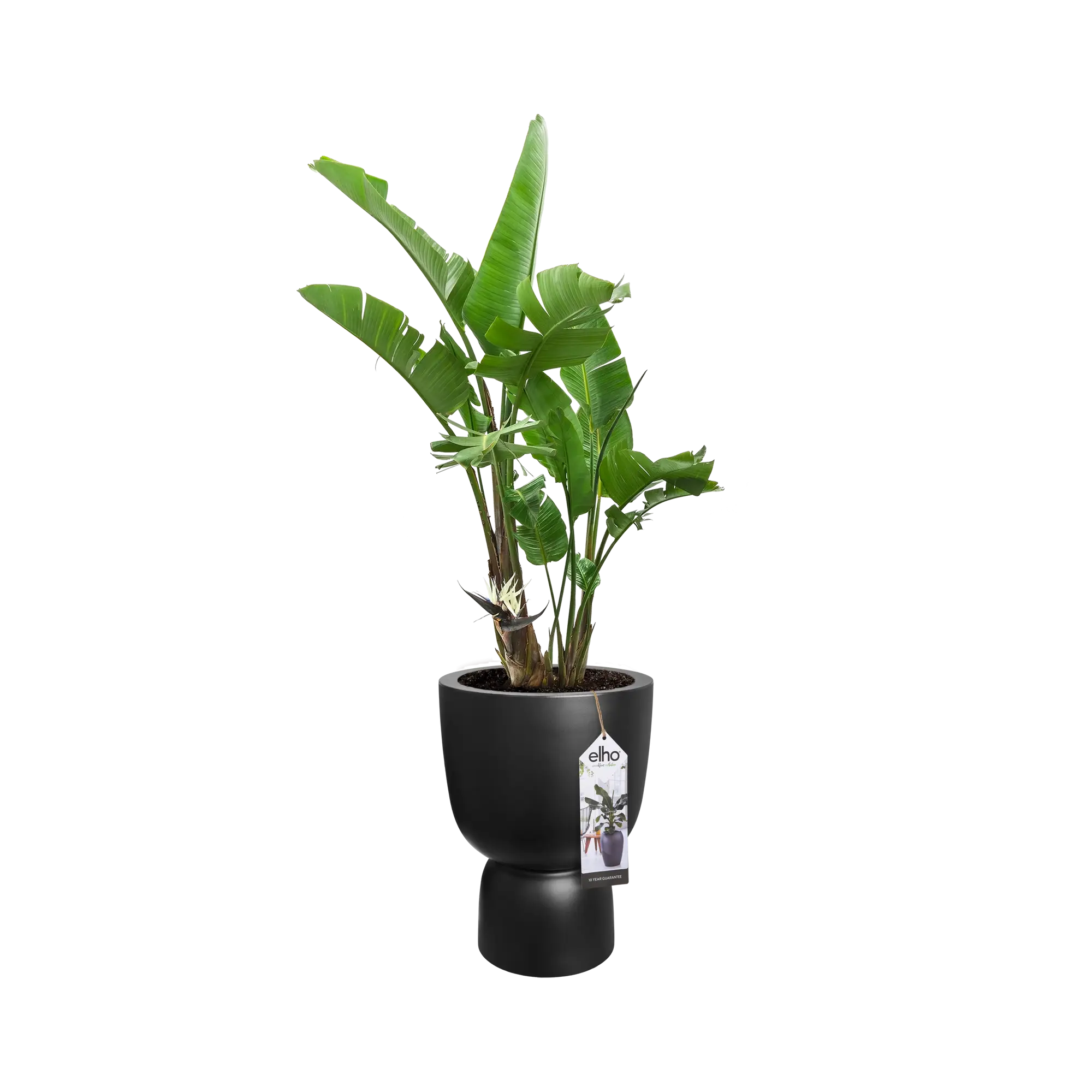 Elho Pure Coupe 41Cm (Black) - Image 6