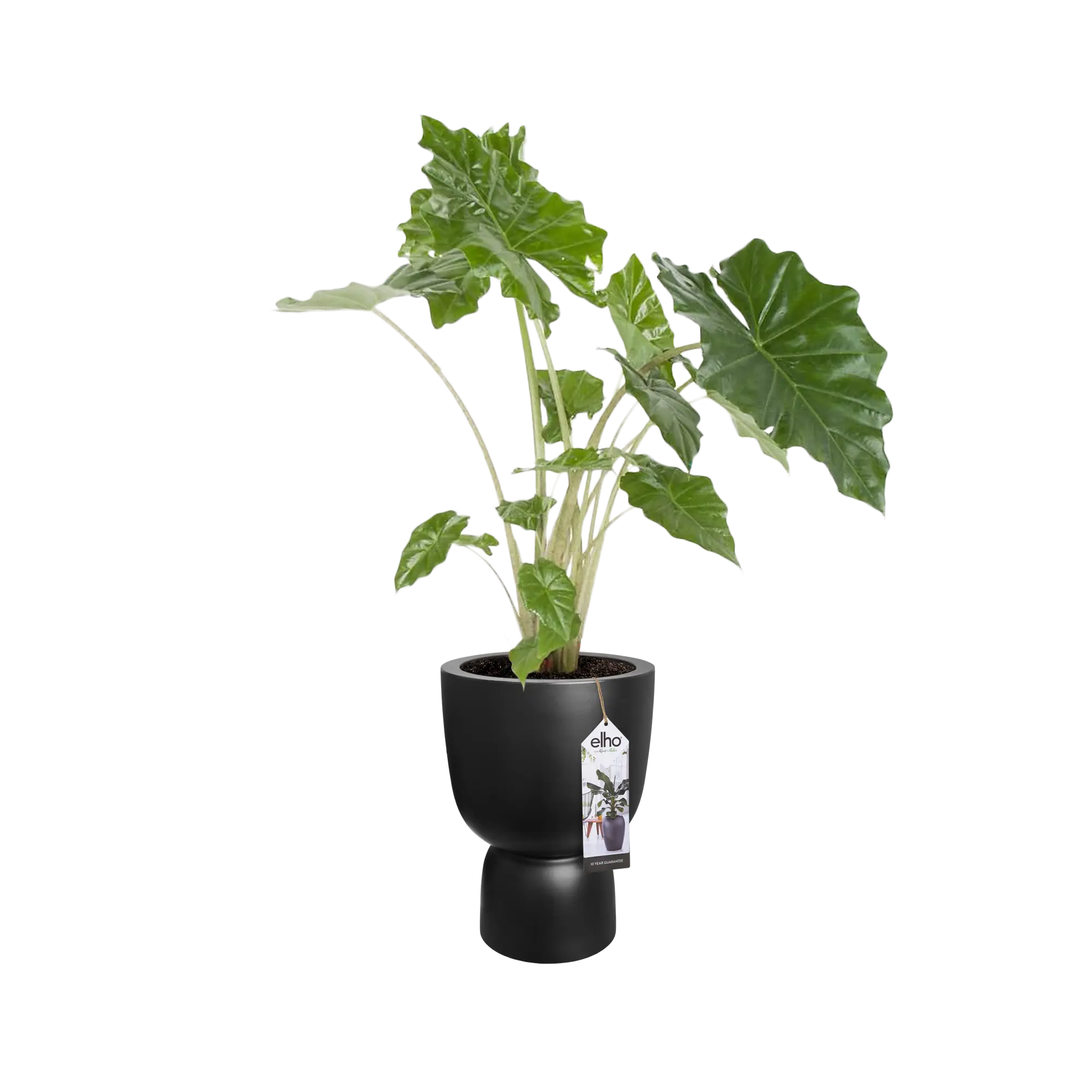 Elho Pure Coupe 41Cm (Black) - Image 7