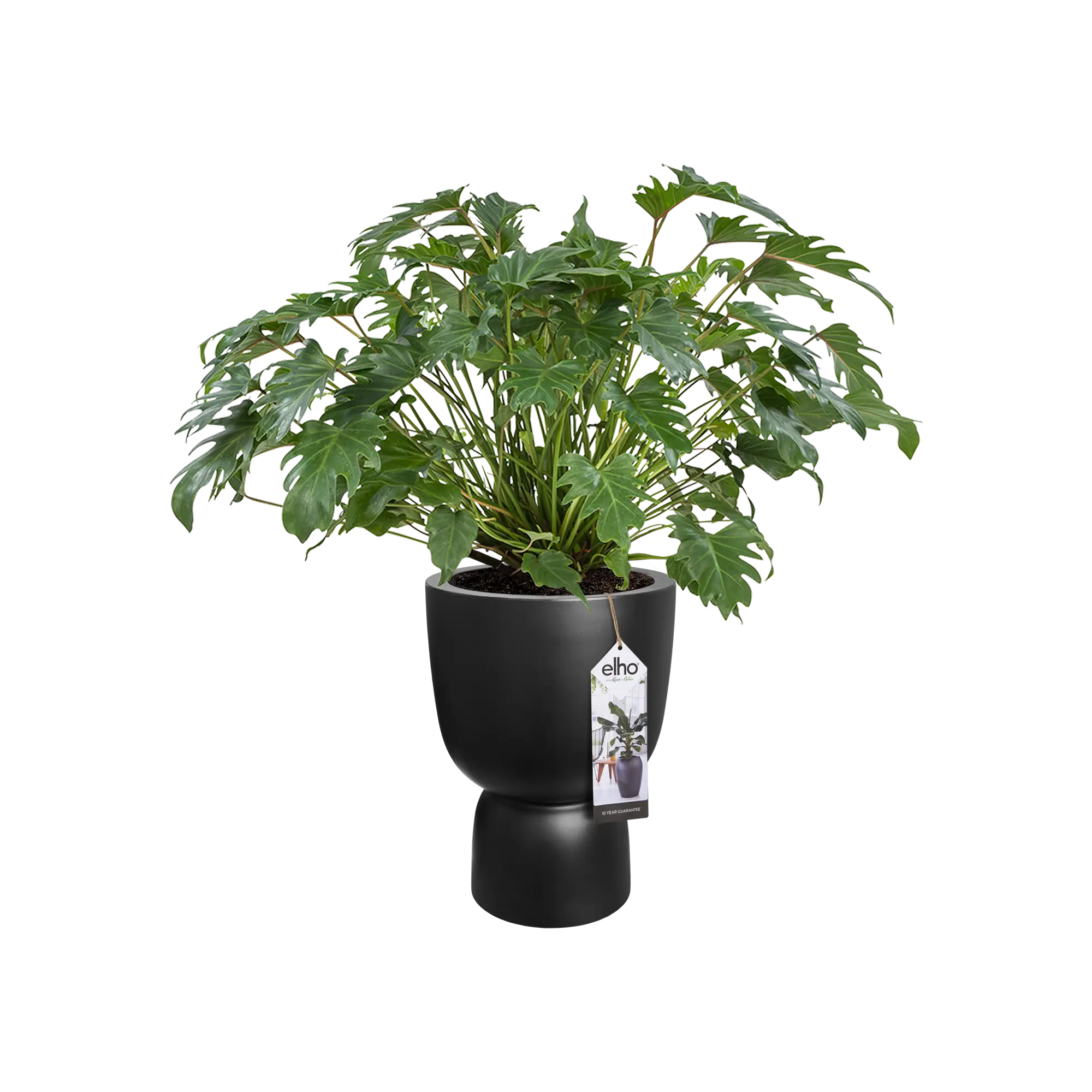 Elho Pure Coupe 41Cm (Black) - Image 14