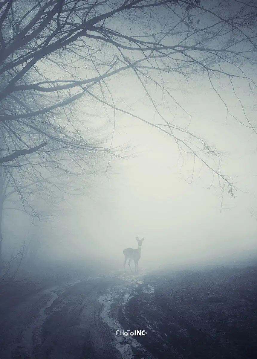 Incado Misty Road, 50cmx70cm Wall Art - Image 3