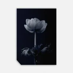 Incado Anemone, 50cmx70cm Wall Art