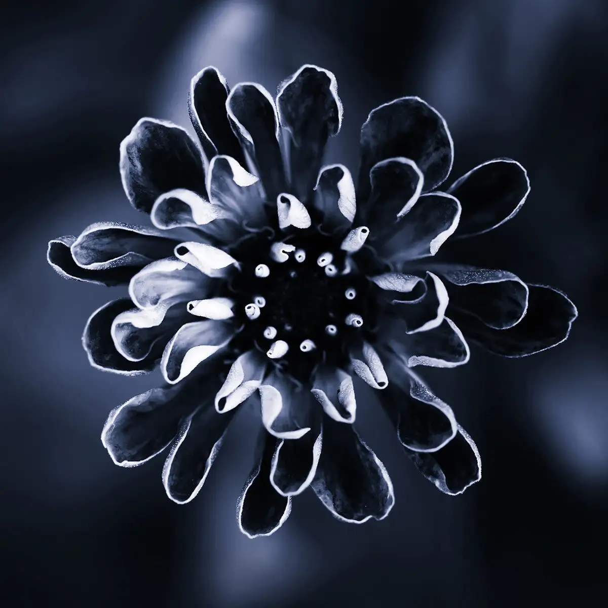 Incado Daisy, 15cmx15cm Art Block - Image 2