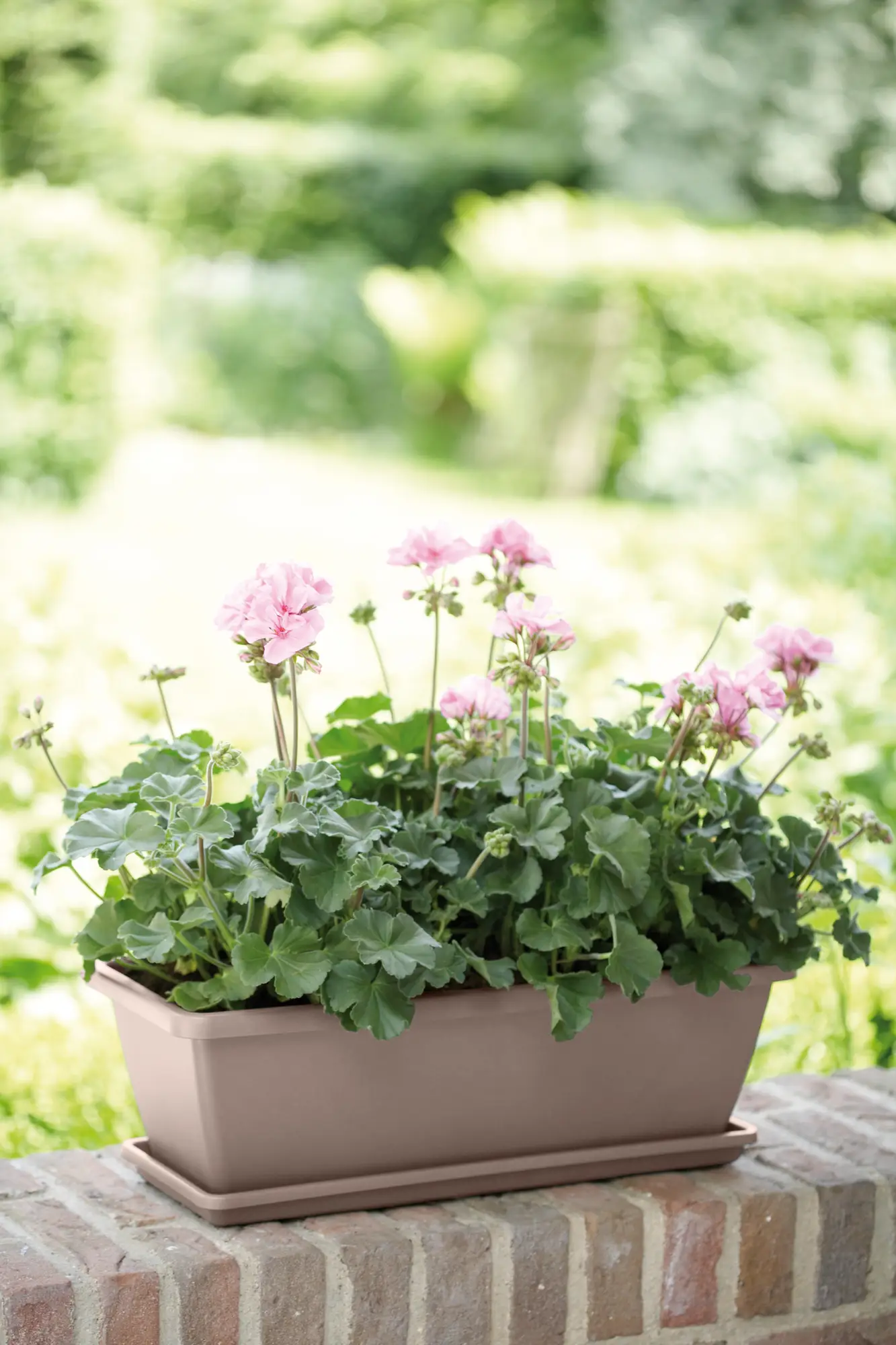 Elho Barcelona Trough 50cm (Taupe) - Image 6