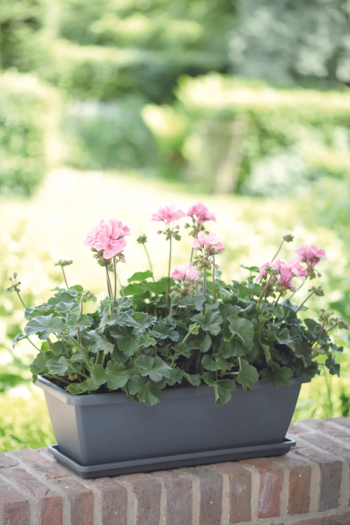 Elho Barcelona Trough Saucer 90Cm (Anthracite) - Image 4