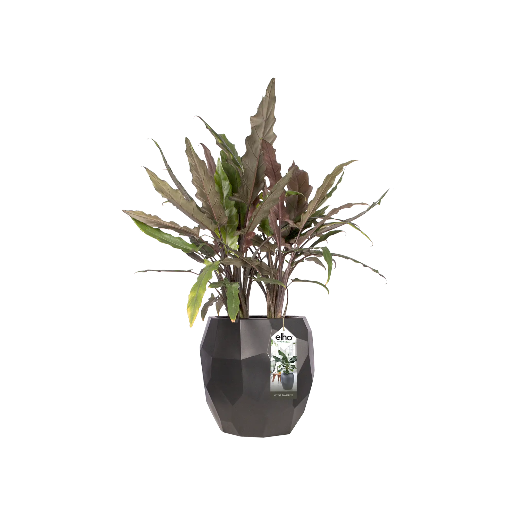 Elho Pure Edge 40 (Black) - Image 4