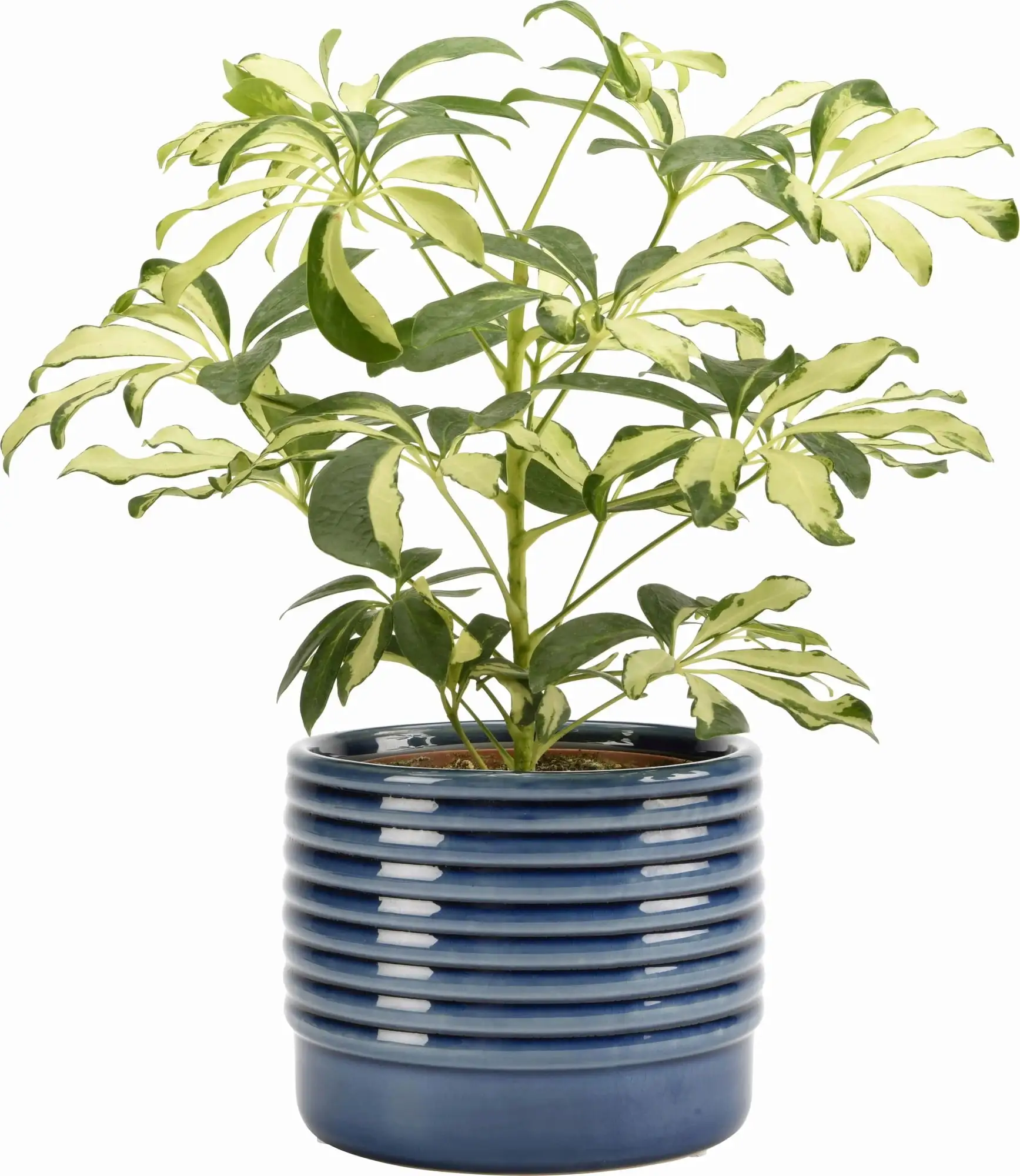 Burgon And Ball Oslo - Blue - D 17cm - Image 2