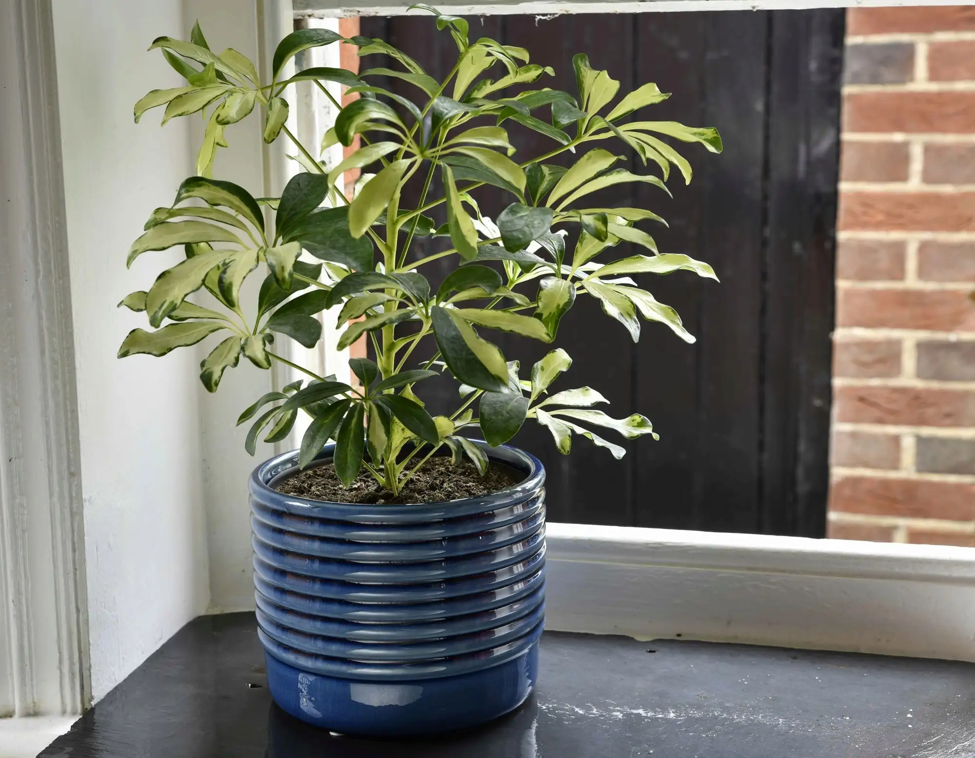 Burgon And Ball Oslo - Blue - D 17cm - Image 3